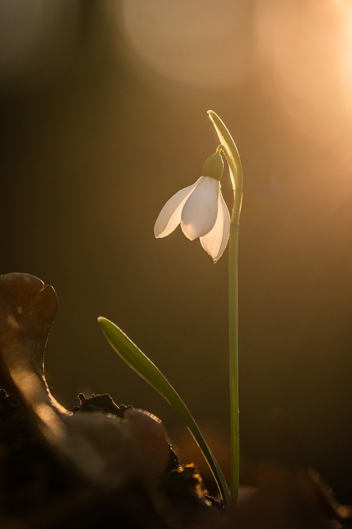 Navadni mali zvonček (Galanthus nivalis) by Joško Šimic