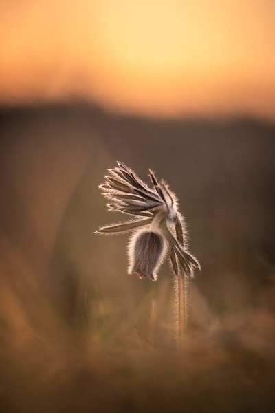 Navadni kosmatinec (Pulsatilla nigricans) by Joško Šimic