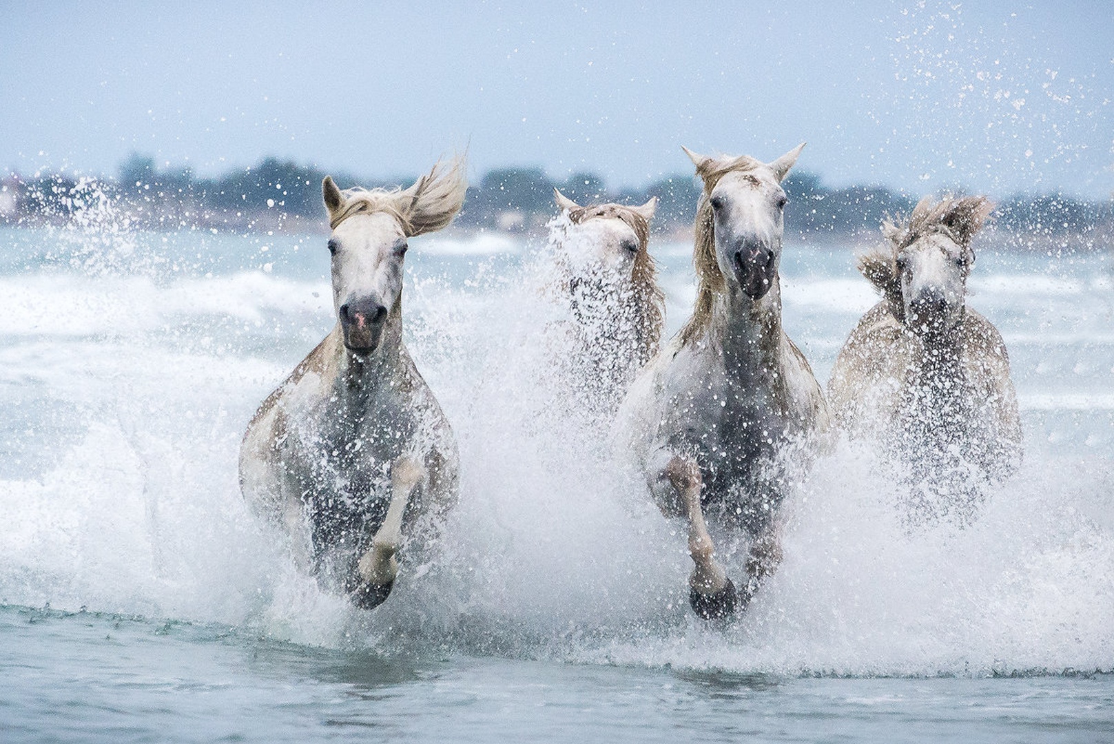 Beli divji konji Camargue by Joško Šimic