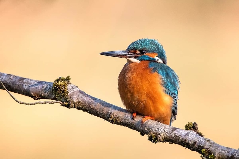 Vodomec (Alcedo atthis) by Joško Šimic