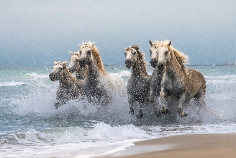 Divji galop by Joško Šimic