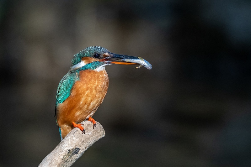 Vodomec (Alcedo atthis) by Joško Šimic