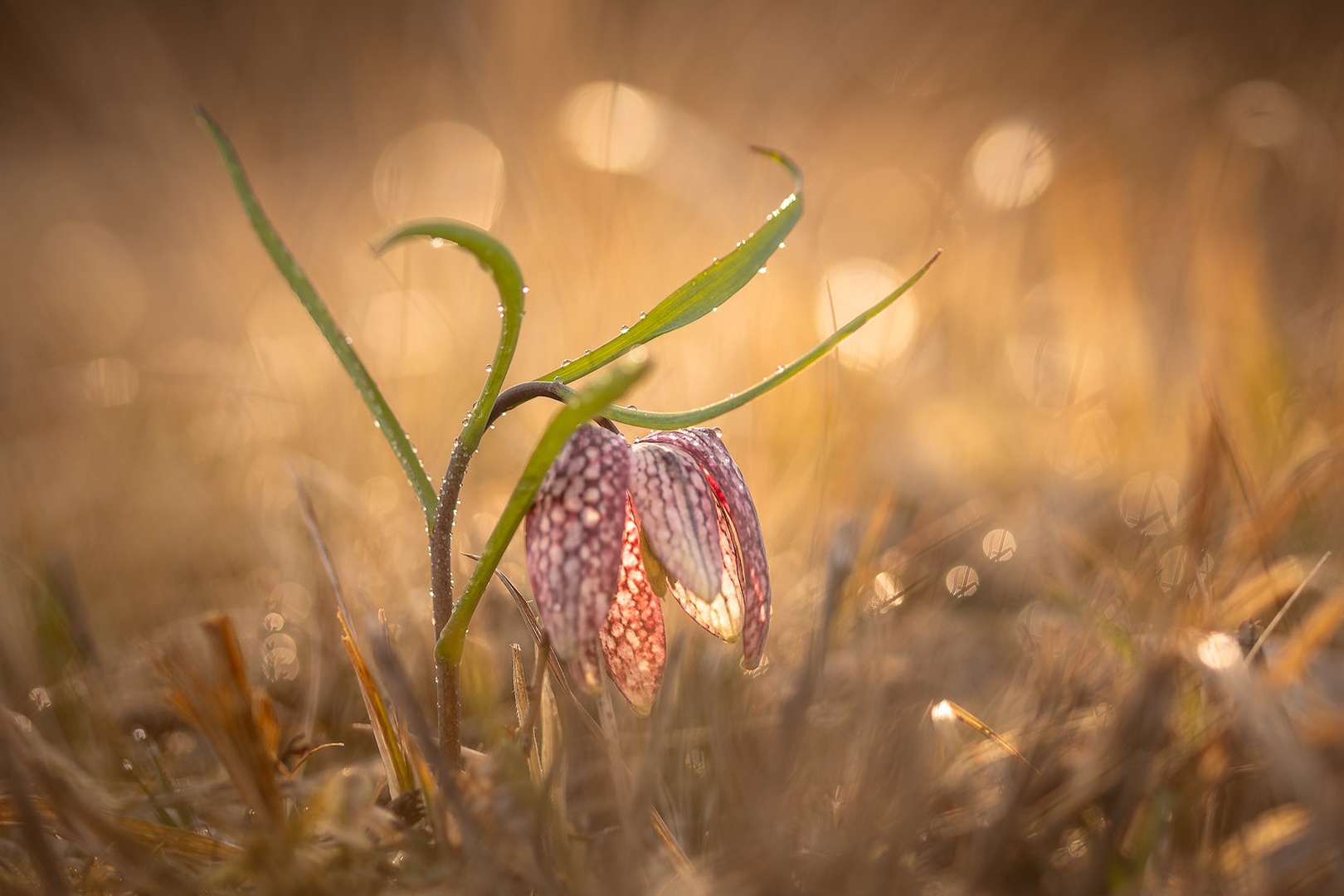Močvirski tulipan (Fritillaria meleagris) by Joško Šimic