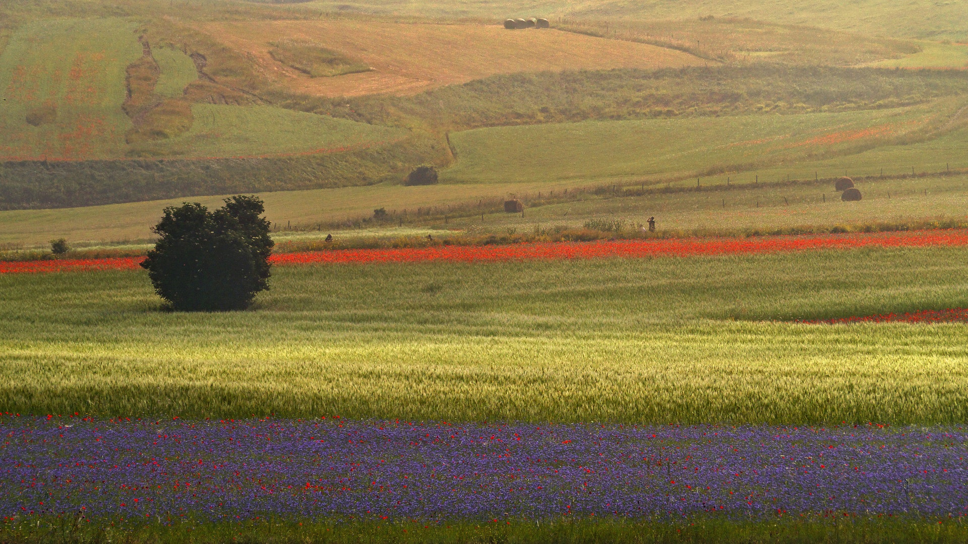 Izgubljene iluzije - jutro II by Barbara Kaiser