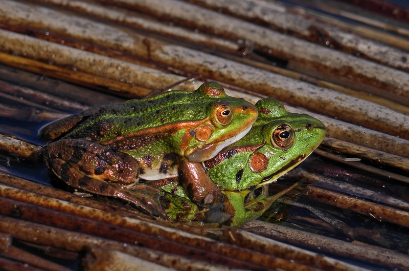 Ljubezen na sedem oči by Barbara Kaiser