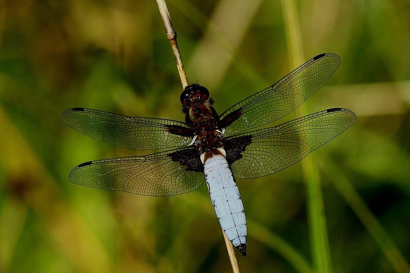 Modri ploščec - Libellula depresa by Ivan Brečko