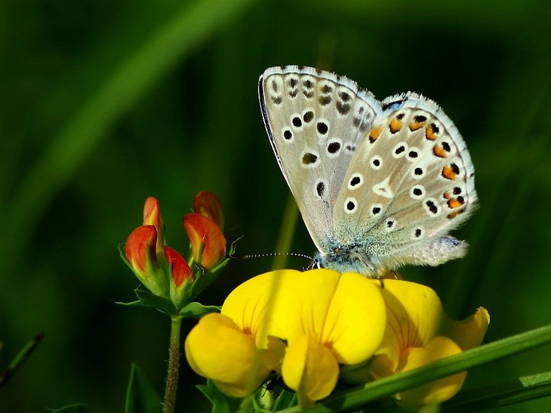 Sinji modrin - Polyommatus bellargus by Ivan Brečko