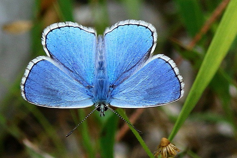 Sinji modrin - Polyommatus bellargus by Ivan Brečko