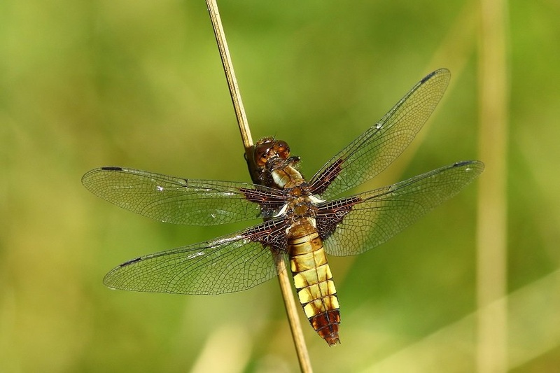 Modri ploščec, samica - Libellula depressa by Ivan Brečko