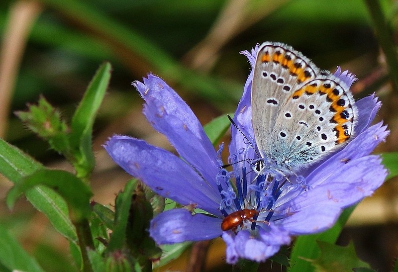 Srebrni mnogook - Plebejus argyrognomon by Ivan Brečko
