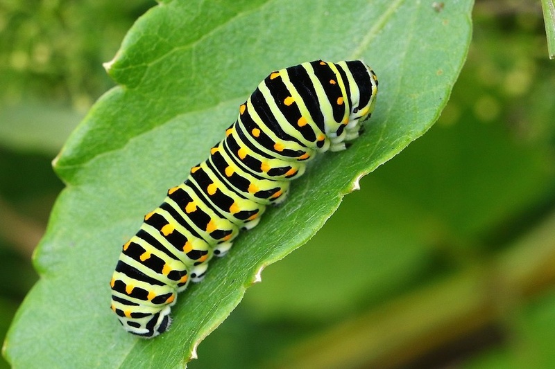 Gosenica lastovičarja - Papilio machaon by Ivan Brečko