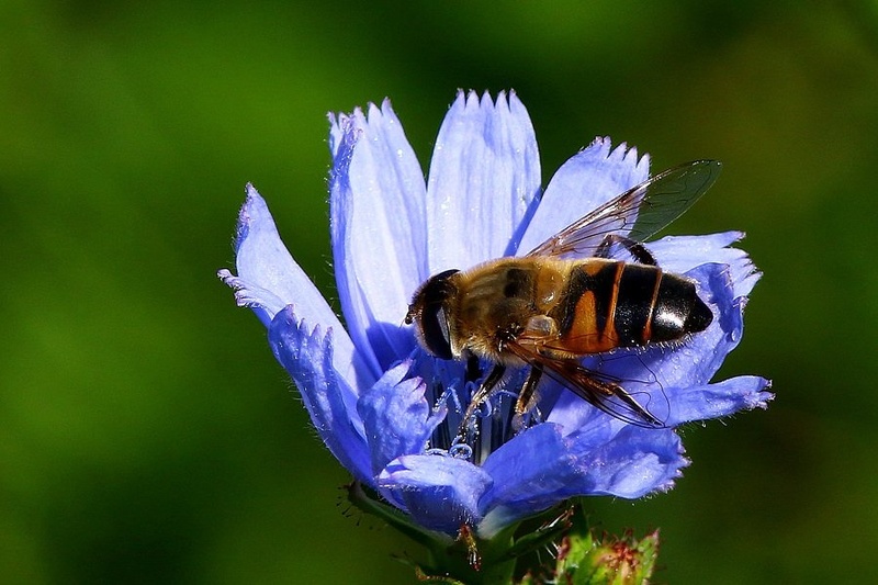 Kalnica - Eristalis similis by Ivan Brečko