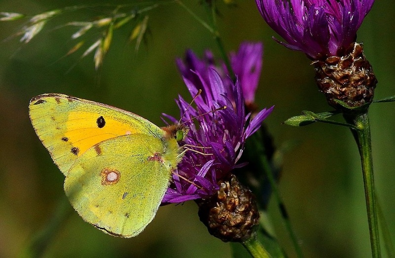 Navadni senožetnik - Colias croceus by Ivan Brečko