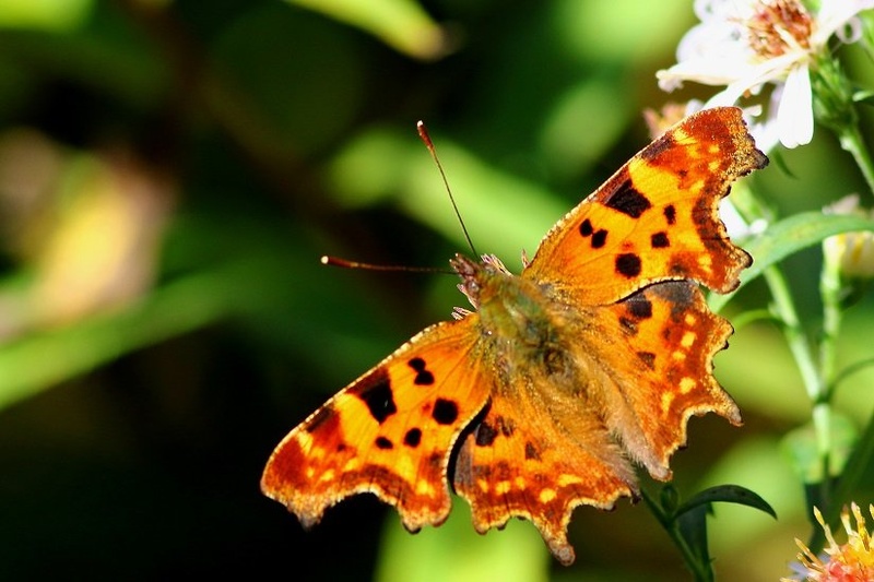 Beli C - Polygonia C-album by Ivan Brečko