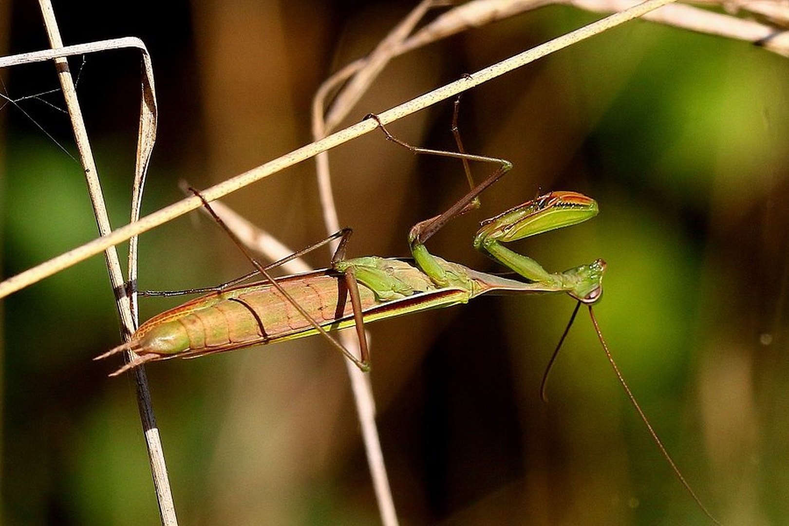 Navadna bogomolka - Mantis religiosa by Ivan Brečko