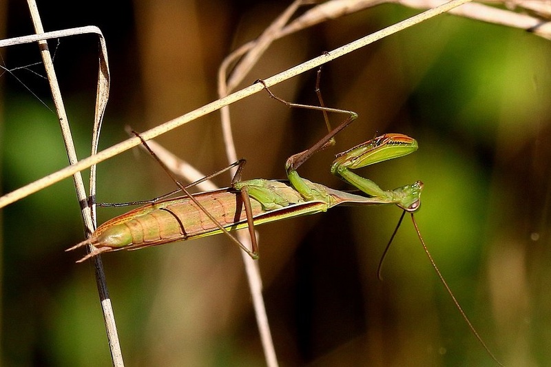 Navadna bogomolka - Mantis religiosa by Ivan Brečko