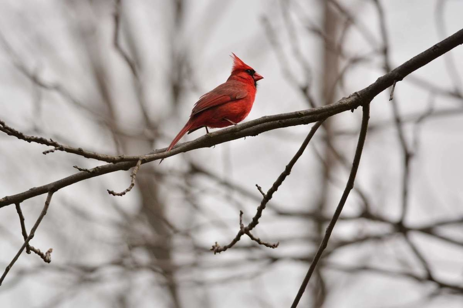 Northern cardinal by Driolarena Arena