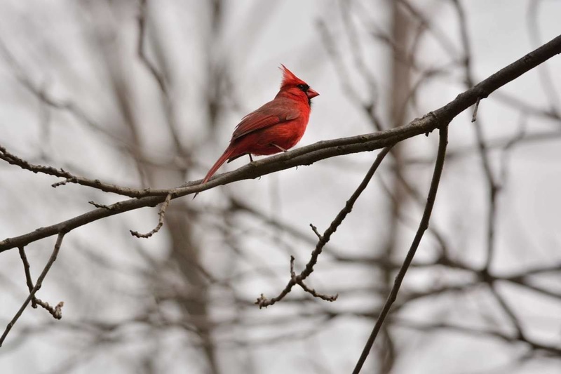 Northern cardinal by Driolarena Arena