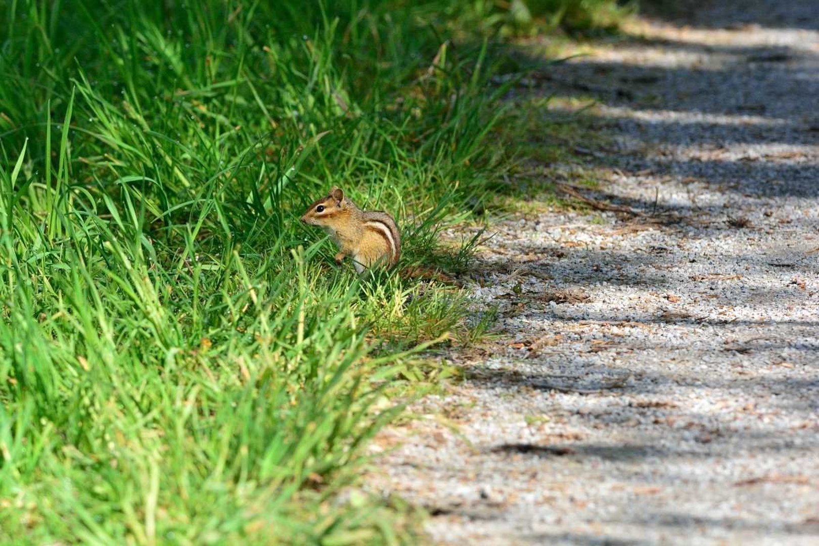 A little guy on the trail by Driolarena Arena