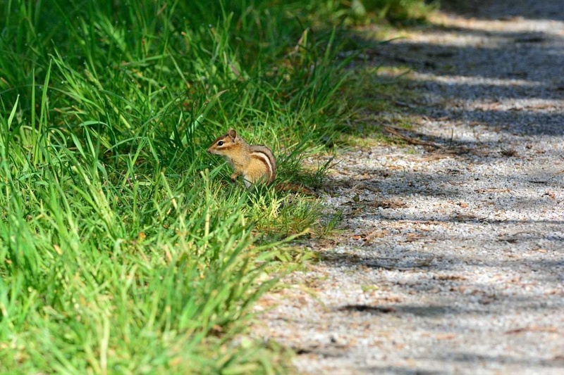A little guy on the trail by Driolarena Arena