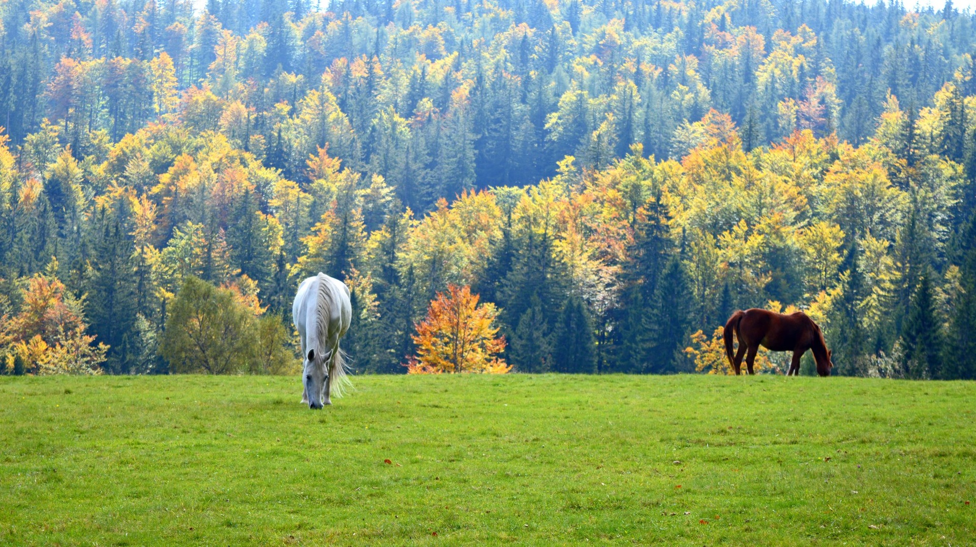 Paša na vrhu Pohorja by Nastja