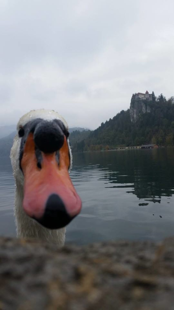 Bled, labod by Nina Serec