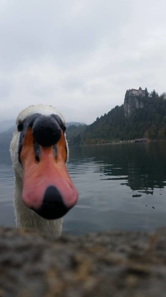 Bled, labod by Nina Serec