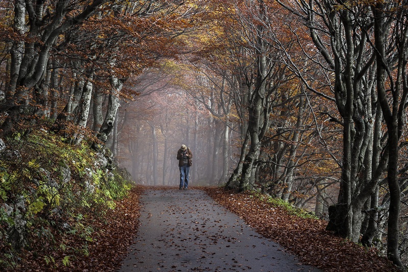 prihod iz megle by bogdan krapež