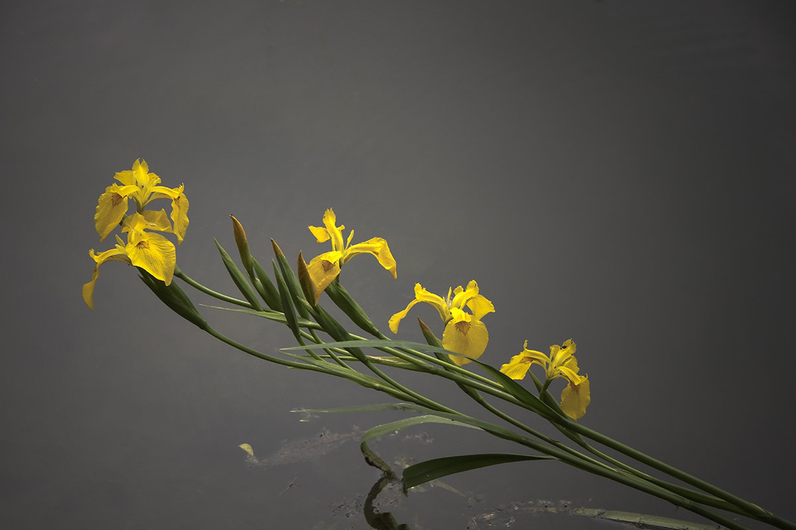 vodni iris by bogdan krapež