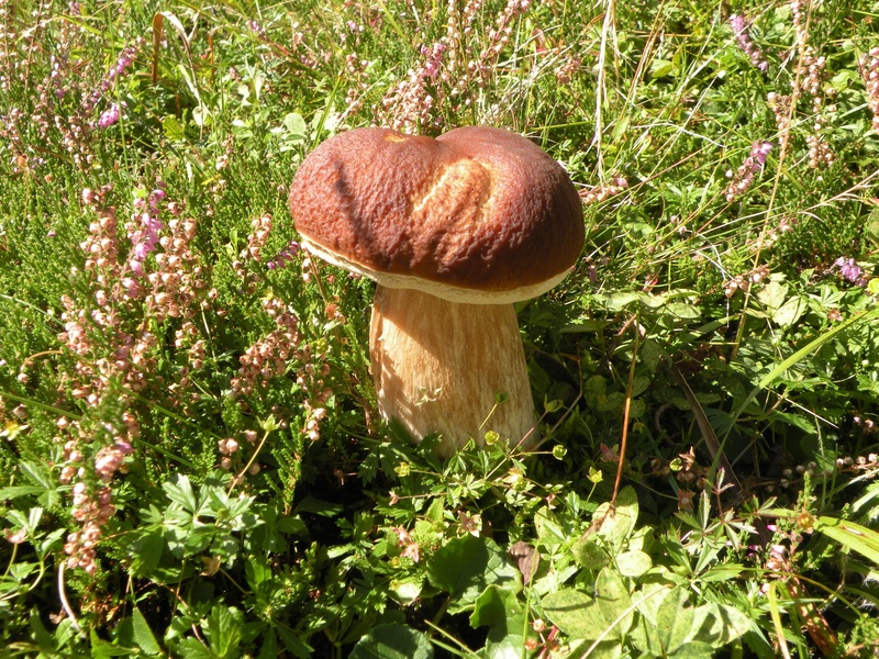 Pokljuški lepotec by Rok Kržišnik