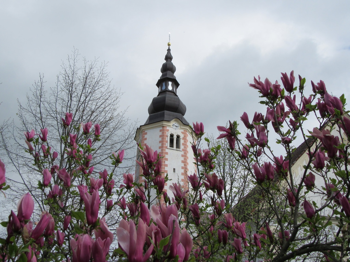 magnolija by Mateja