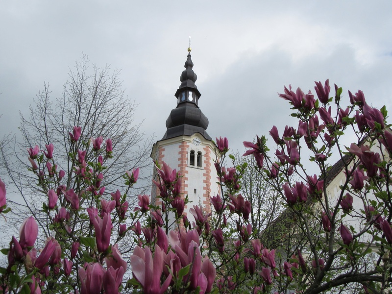 magnolija by Mateja