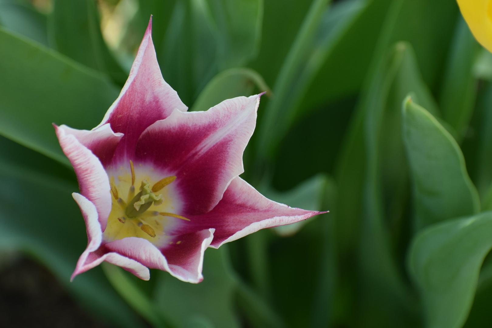 tulipan by Mateja