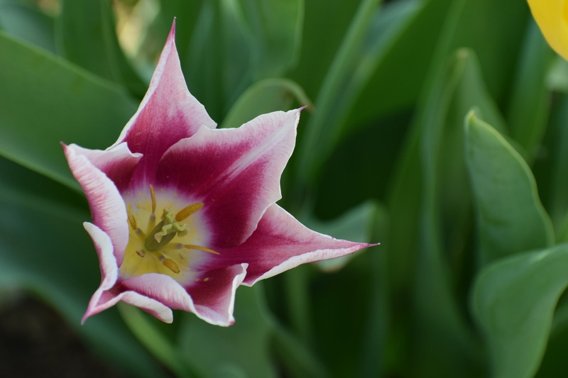 tulipan by Mateja