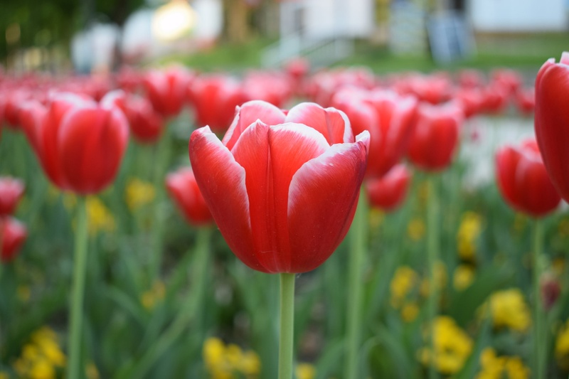 rdeči tulipan by Mateja