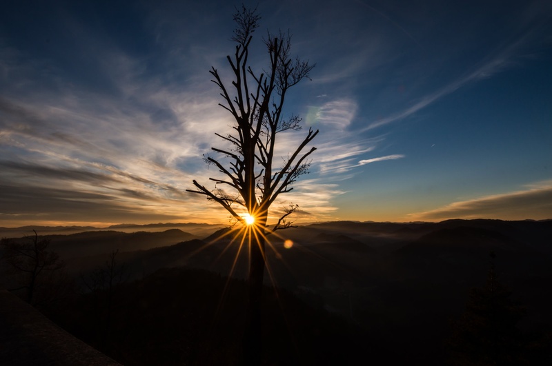 Sonce za drevesom by Matic Cankar