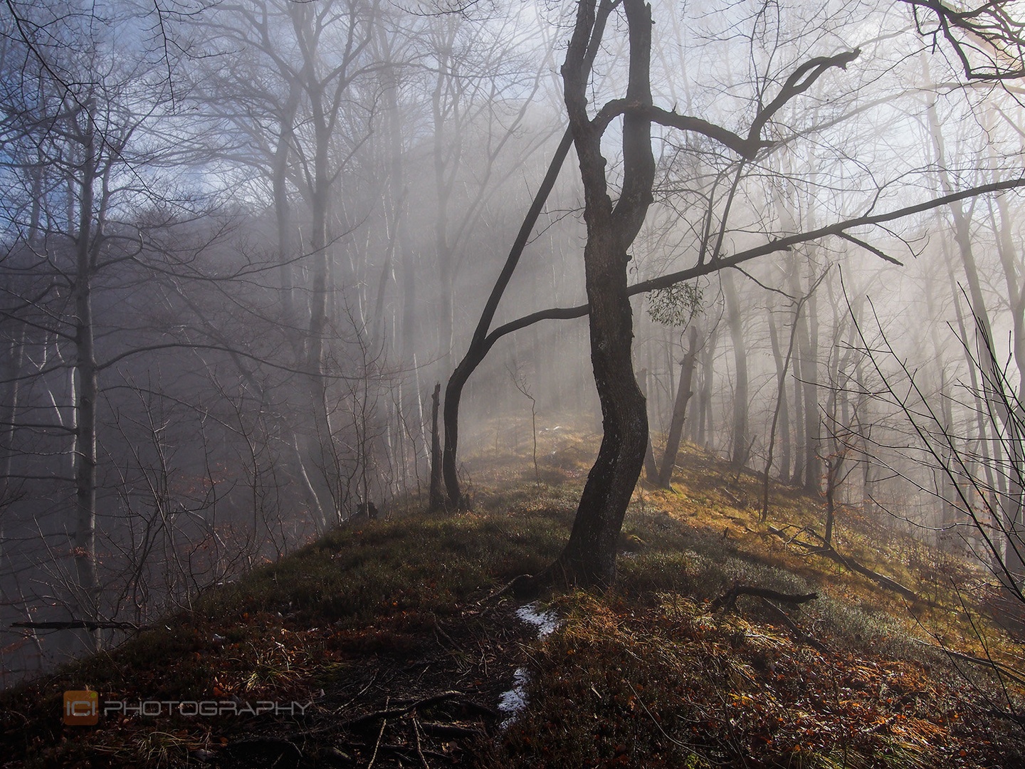 Into the mystic by Iztok Škrbec