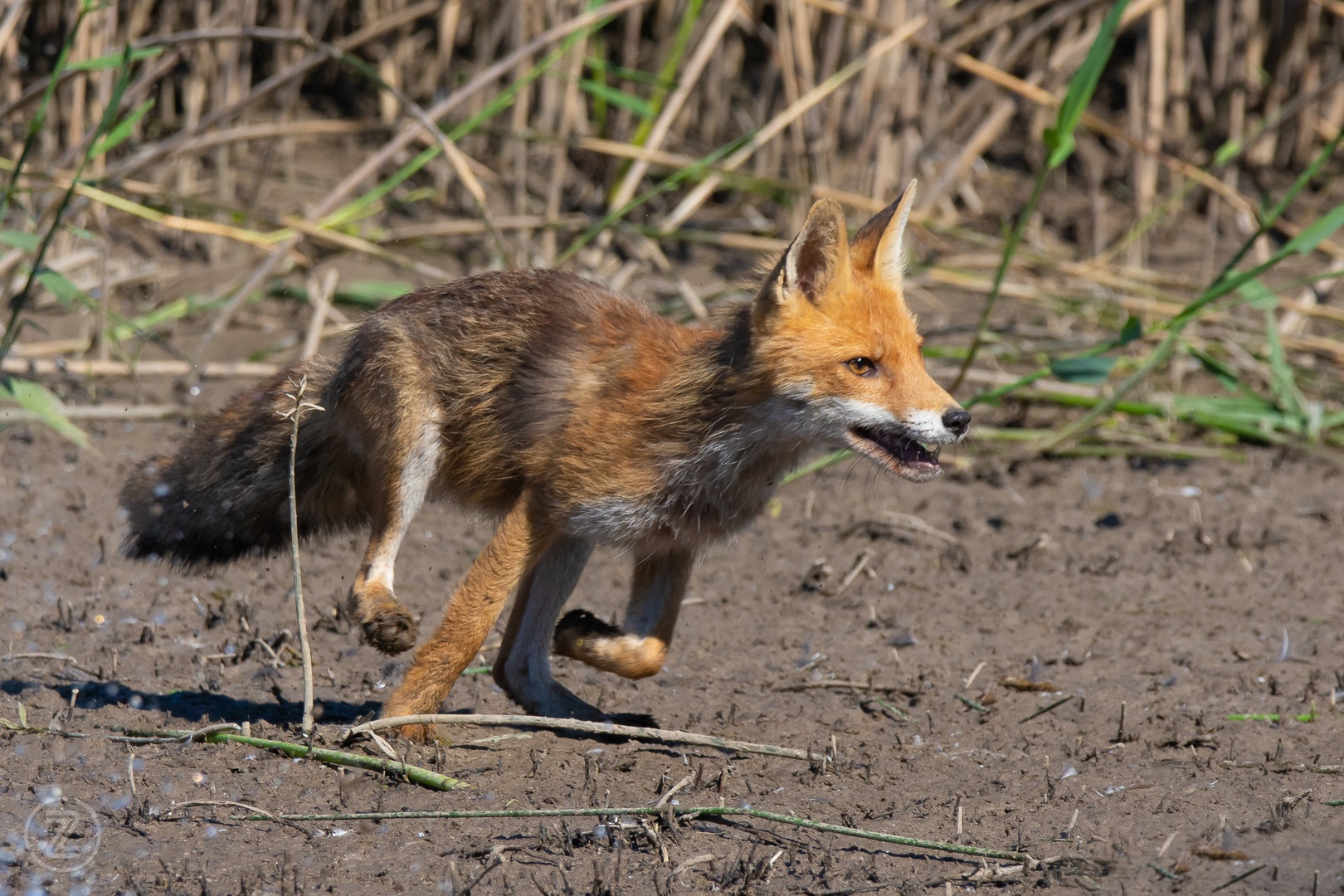 Full gas! by Zoran Vidrih