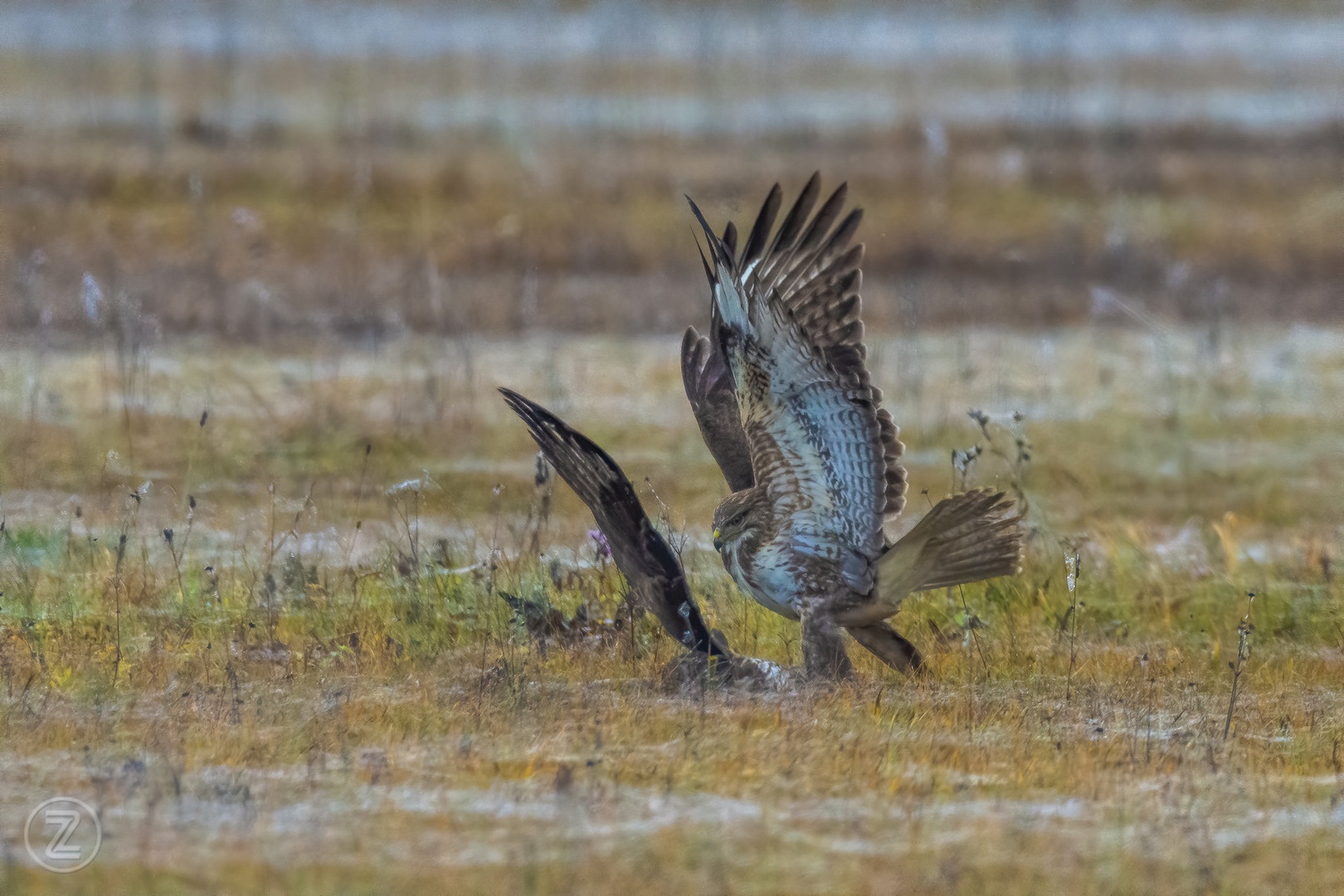 Trenutek nadvlade ... by Zoran Vidrih