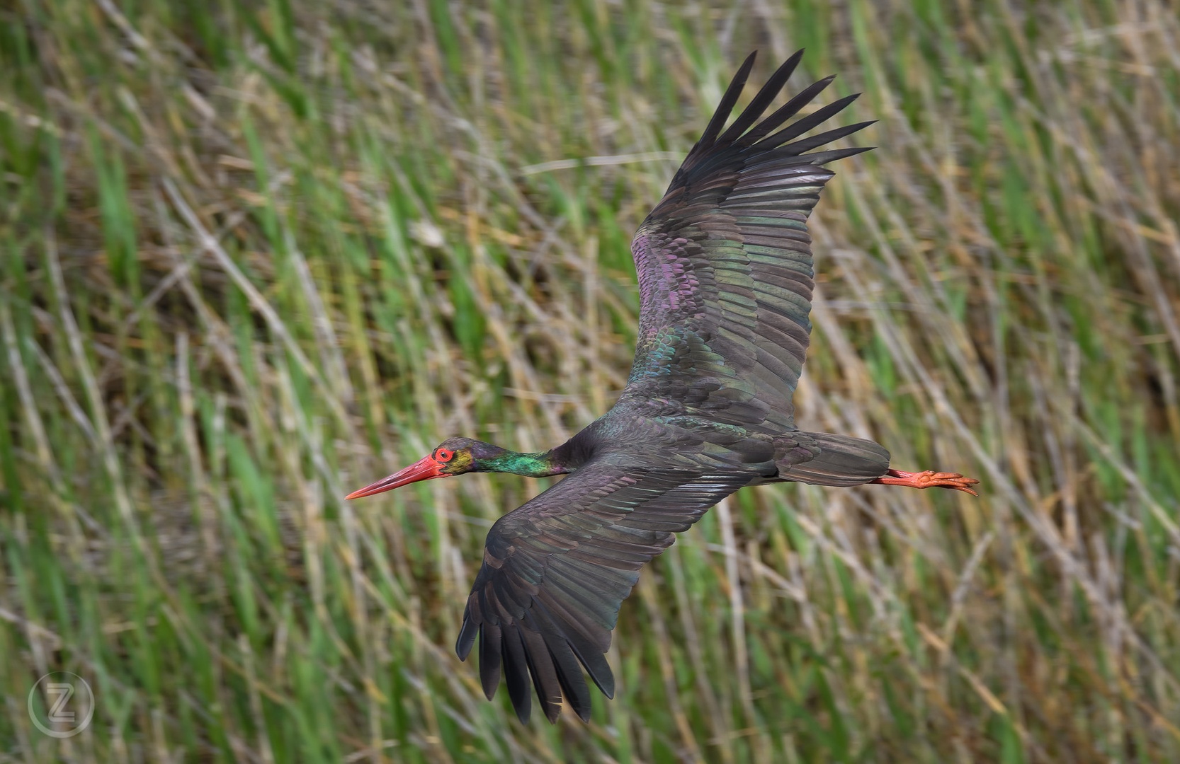 Čudovite barve črne štorklje. by Zoran Vidrih