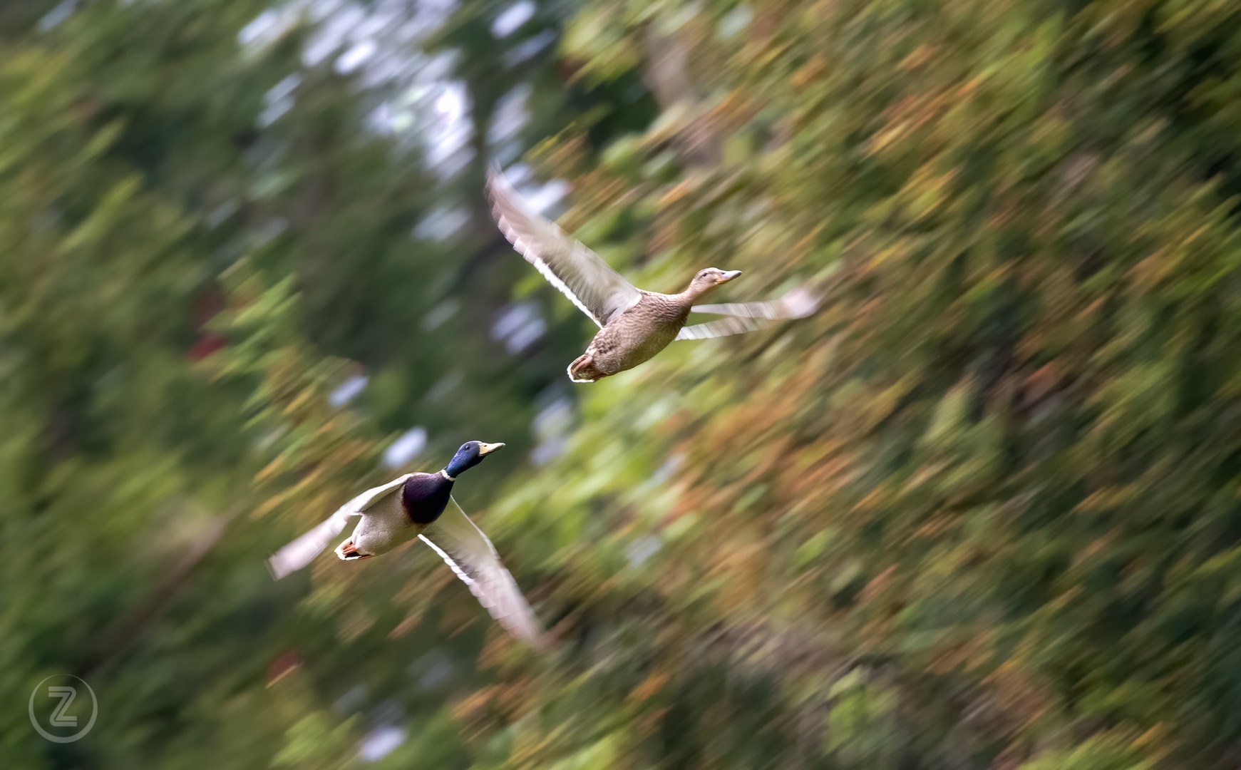 Need for speed! by Zoran Vidrih