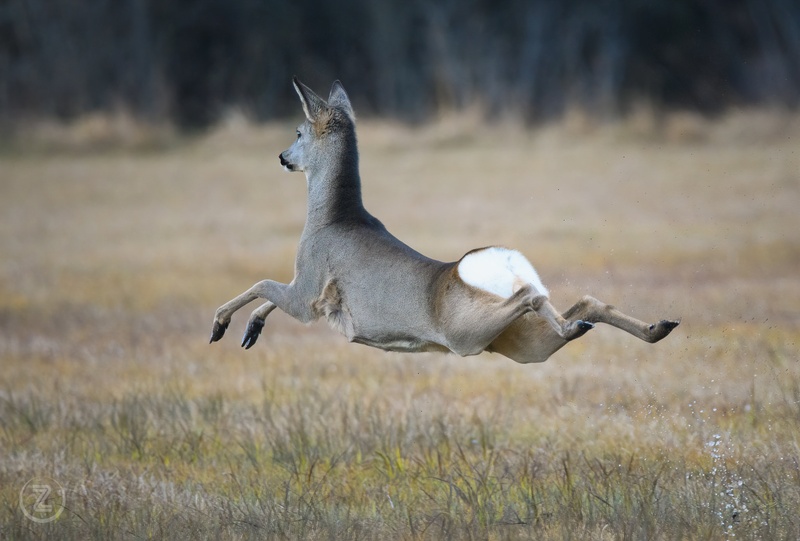 I believe i can fly ... by Zoran Vidrih