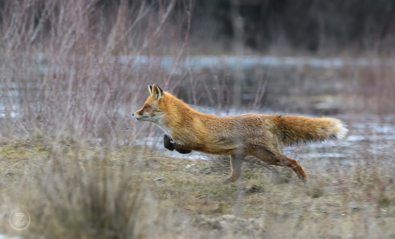 Tyrannosaurus Fox by Zoran Vidrih
