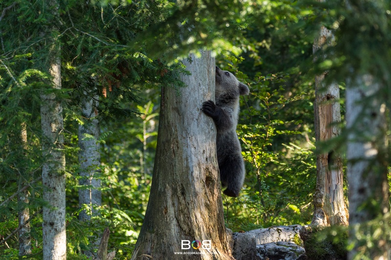 Šola plezanja by Božo Bradaškja