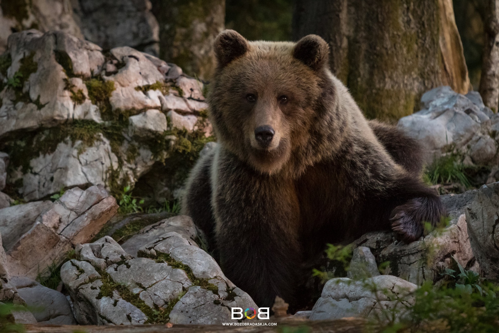 Ob šanku by Božo Bradaškja