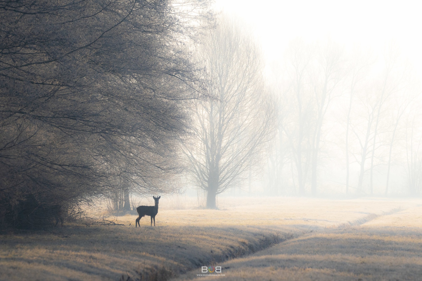 Jutro na Barju by Božo Bradaškja