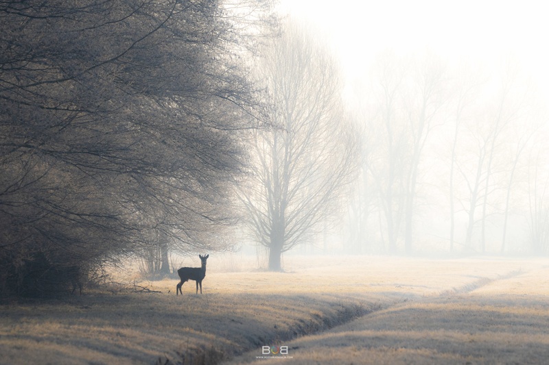 Jutro na Barju by Božo Bradaškja