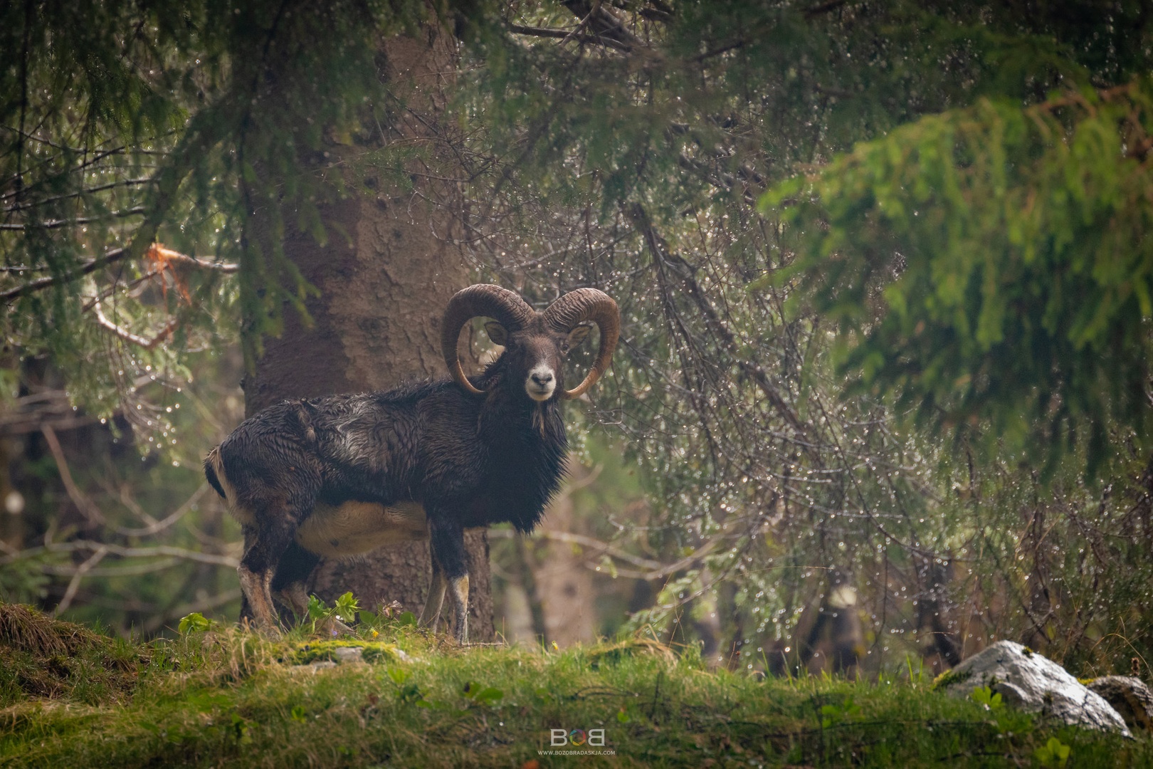 Muflon by Božo Bradaškja