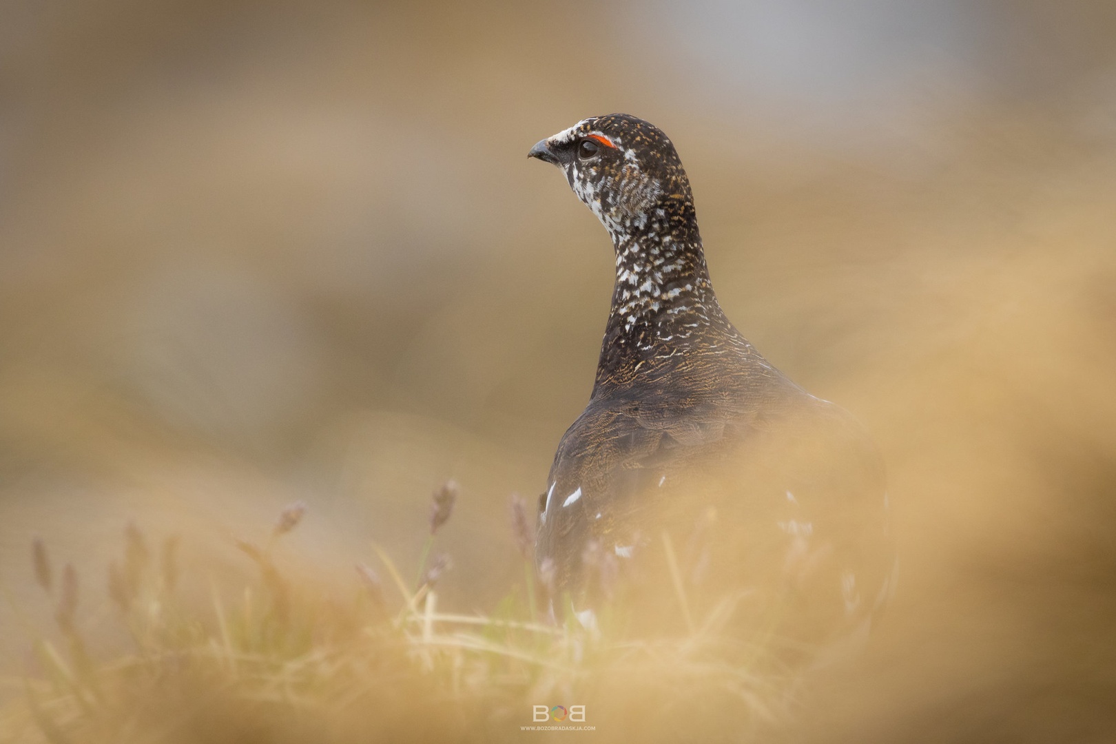 Kolekcija pomlad-poletje by Božo Bradaškja