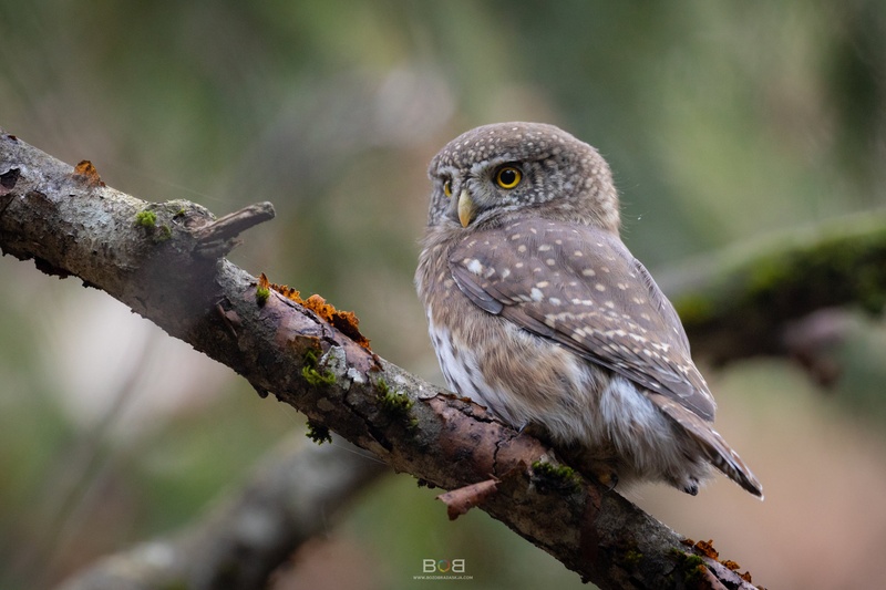 Angry bird by Božo Bradaškja